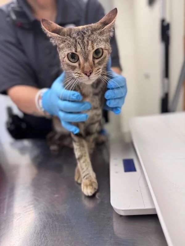 An adult medium-sized female Tabby (Brown / Chocolate) Domestic Short Hair cat named Wanda for adoption in Disputanta, VA