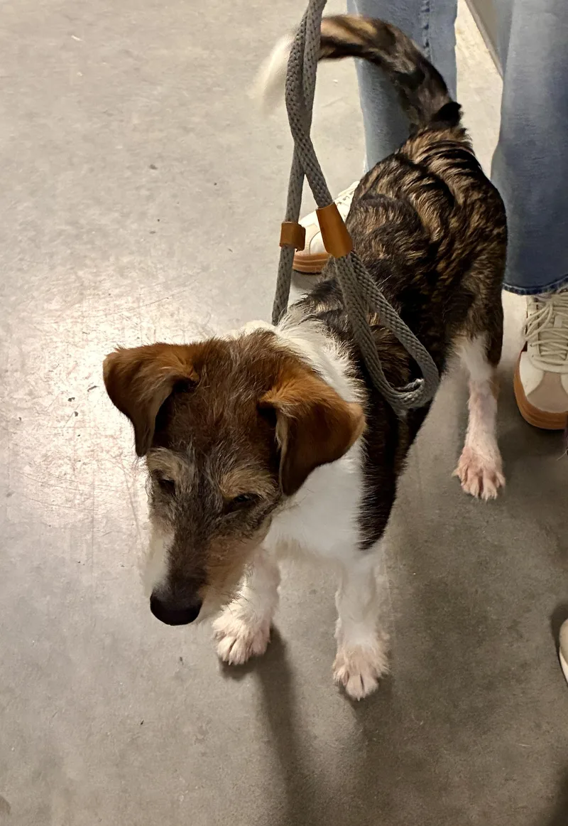 A baby small-sized female Jack Russell Terrier dog named Diamond for adoption in Cordova, TN