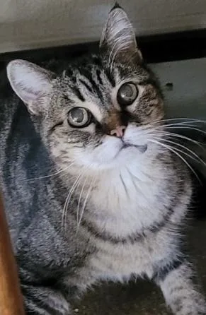 Missy