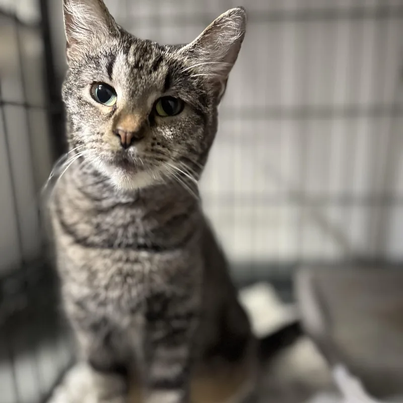 An adult medium-sized female Tabby (Gray / Blue / Silver) Domestic Short Hair cat named Beans for adoption in Youngstown, OH