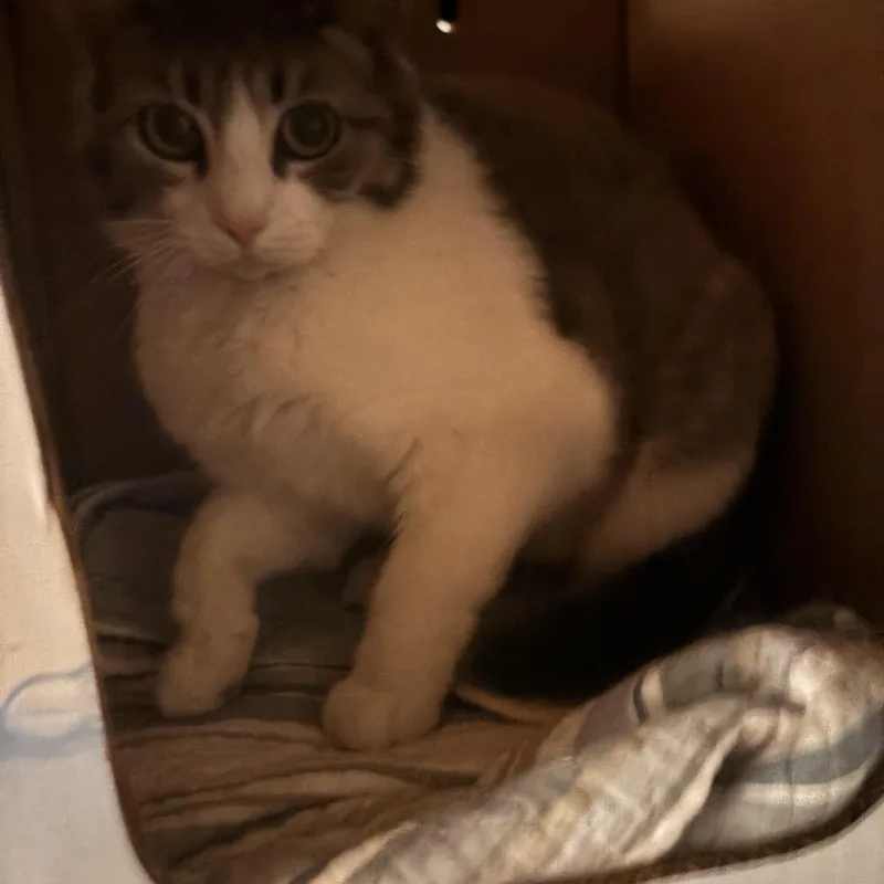 An adult medium-sized female Gray & White Domestic Short Hair cat named Ying for adoption in Pittsburgh, PA