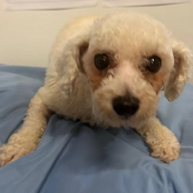 An adult small-sized female White / Cream Bichon Frise dog named Amelie for adoption in West Chester, PA