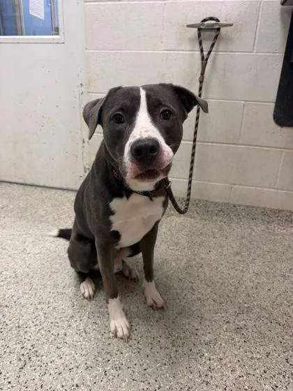 An adult large-sized male Gray / Blue / Silver Pit Bull Terrier dog named Ace for adoption in Kansas City, MO