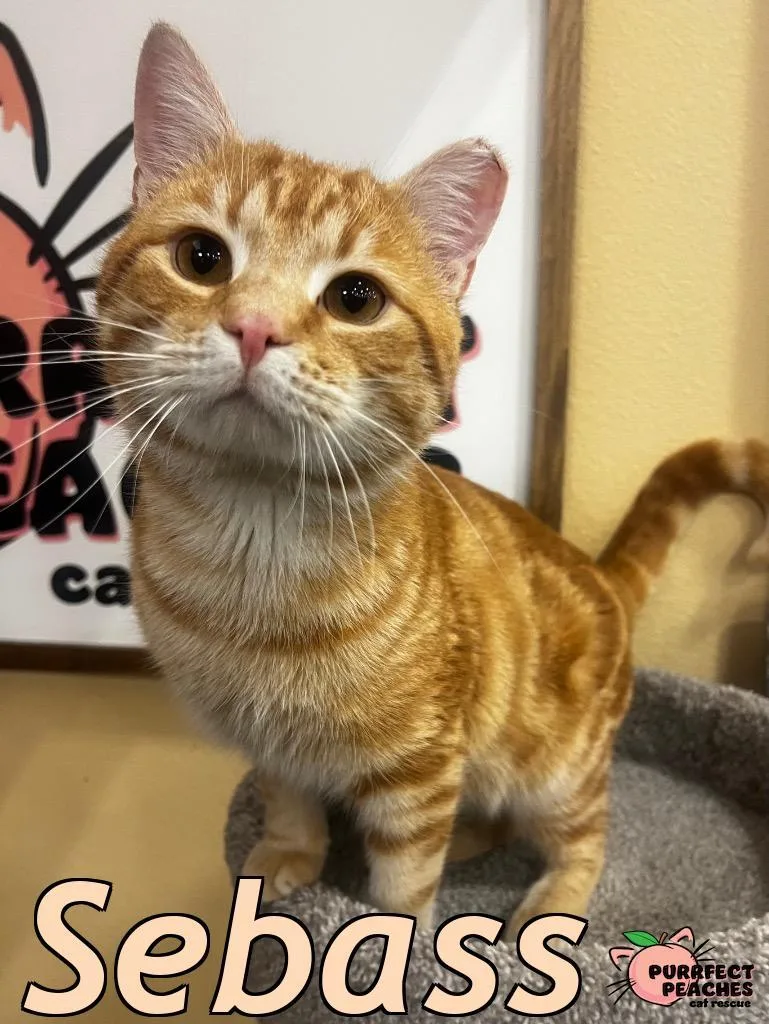 A young medium-sized male Domestic Short Hair cat named Sebass for adoption in Douglasville, GA