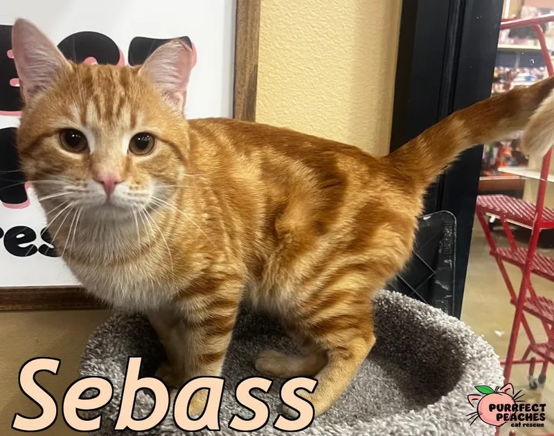 Sebass thumbnail 3