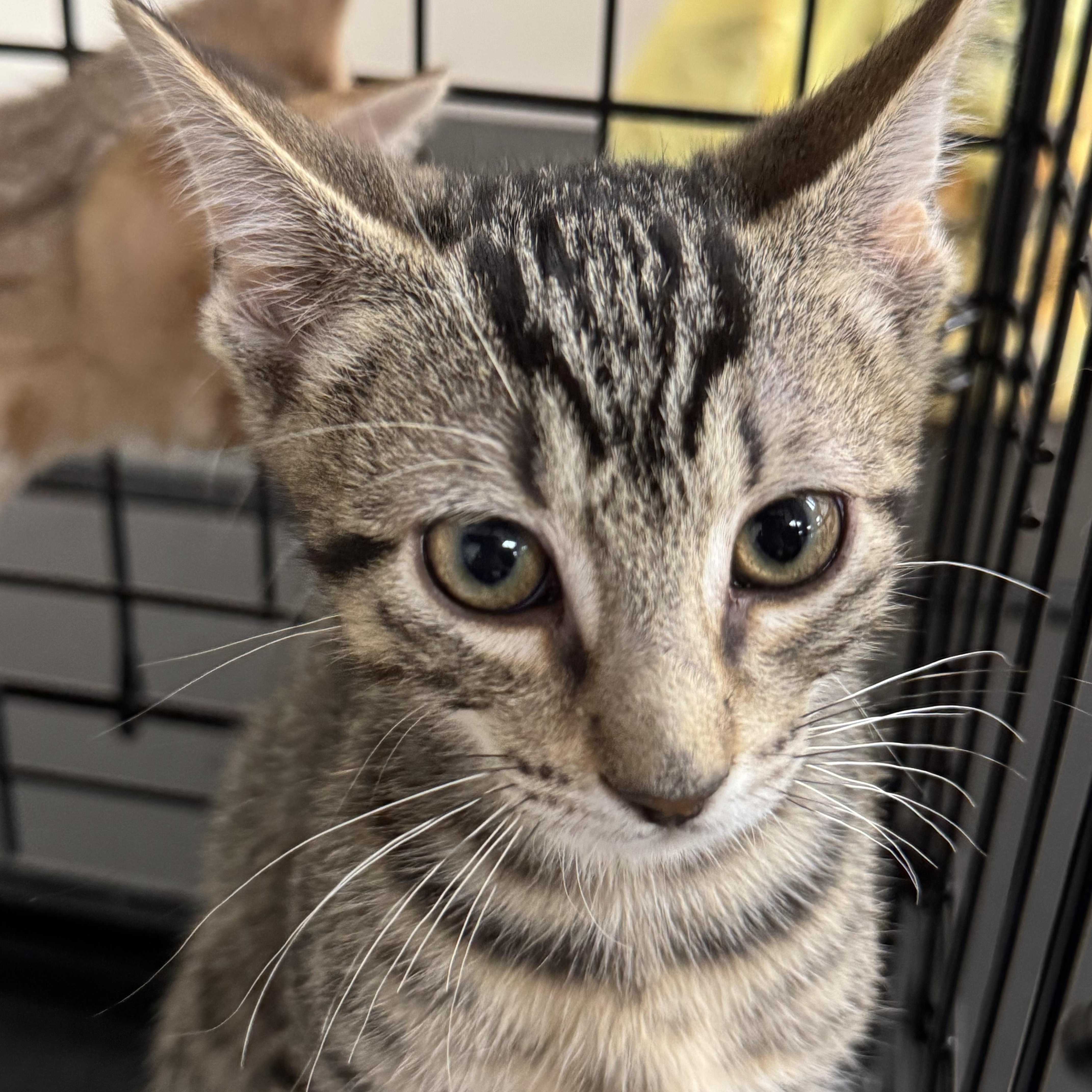A young medium-sized male Tabby (Brown / Chocolate) Domestic Short Hair cat named Brownie for adoption in Crossville, TN