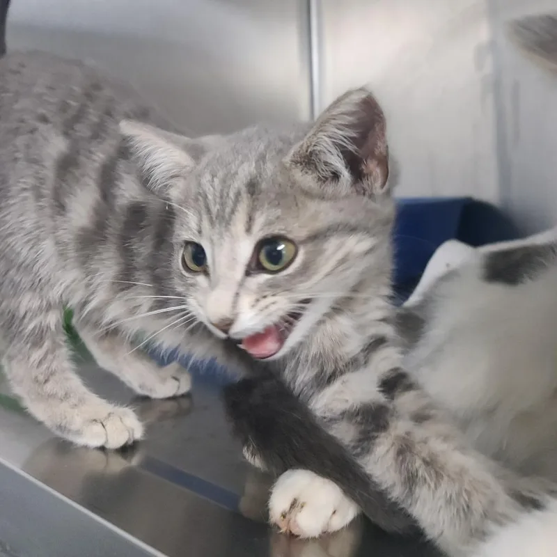 A baby small-sized female Gray / Blue / Silver Domestic Short Hair cat named Jefferson Starship for adoption in Russellville, KY