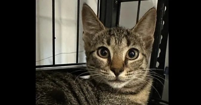 A baby medium-sized female Brown / Chocolate Domestic Short Hair cat named Winifred for adoption in Emerald Isle, NC