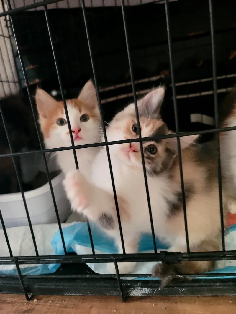 A baby small-sized female Domestic Long Hair cat named Diana Prince for adoption in Heyburn, ID