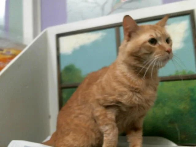 An adult medium-sized male Domestic Short Hair cat named Odie for adoption in Houston, TX