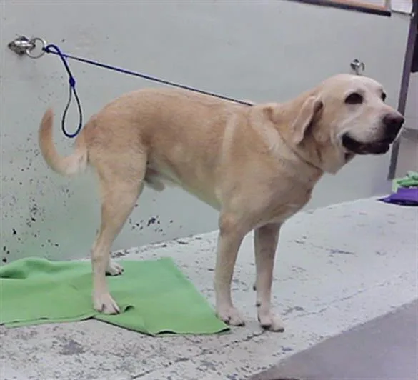 An adult medium-sized male Labrador Retriever dog named Jax for adoption in Houston, TX