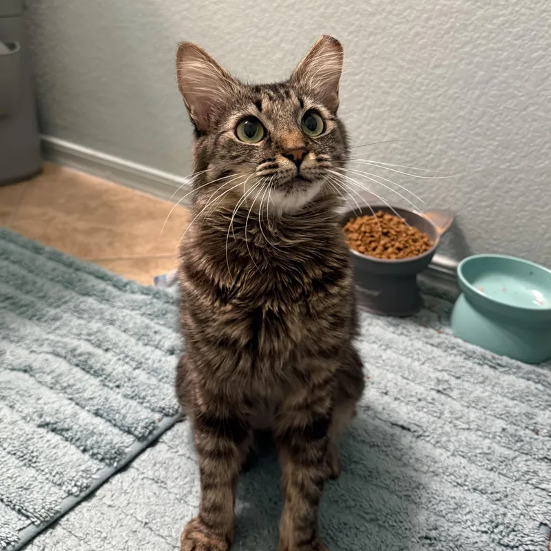 A young medium-sized female Domestic Medium Hair cat named Ruby for adoption in Chandler, AZ
