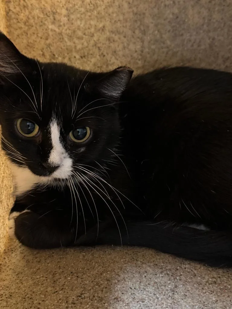A baby medium-sized female Domestic Short Hair cat named Working Cat: Sovereignty for adoption in Bloomington, IN