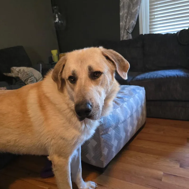 An adult extra large-sized male Apricot / Beige Anatolian Shepherd dog named Samson for adoption in Shelbyville, KY