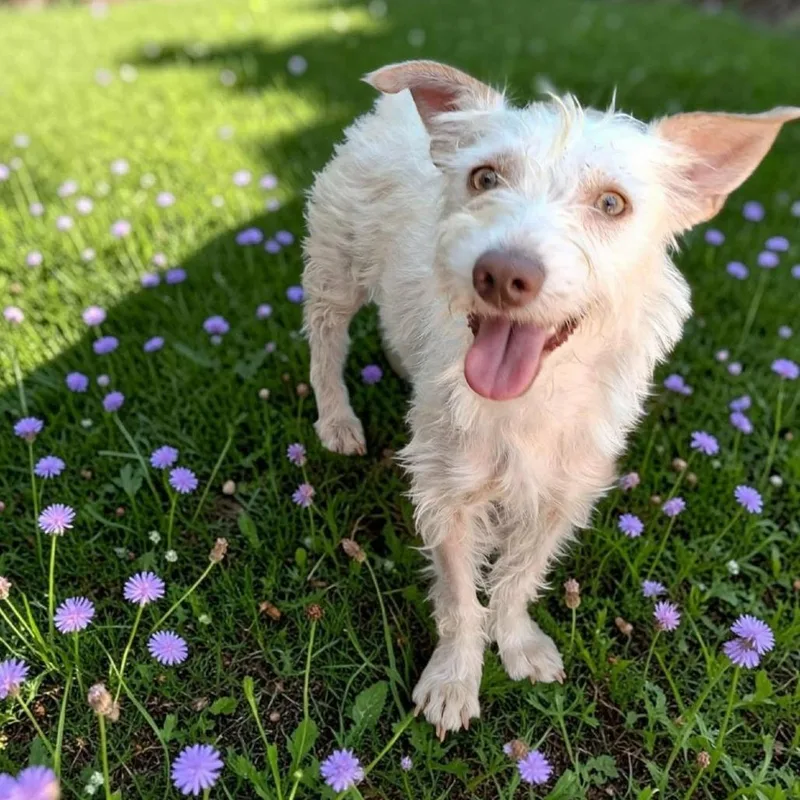 Maggie
