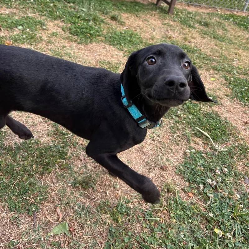 A baby medium-sized female Black Black Labrador Retriever dog named Pinky for adoption in Roxboro, NC
