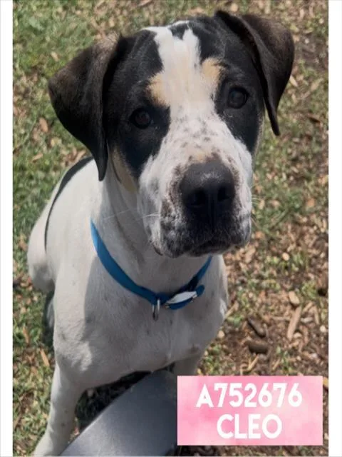 A young medium-sized female American Staffordshire Terrier dog named Cleo for adoption in San Antonio, TX