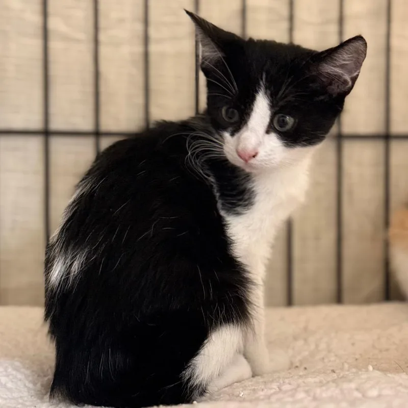 A baby small-sized female Domestic Short Hair cat named Samantha for adoption in Cumming, GA