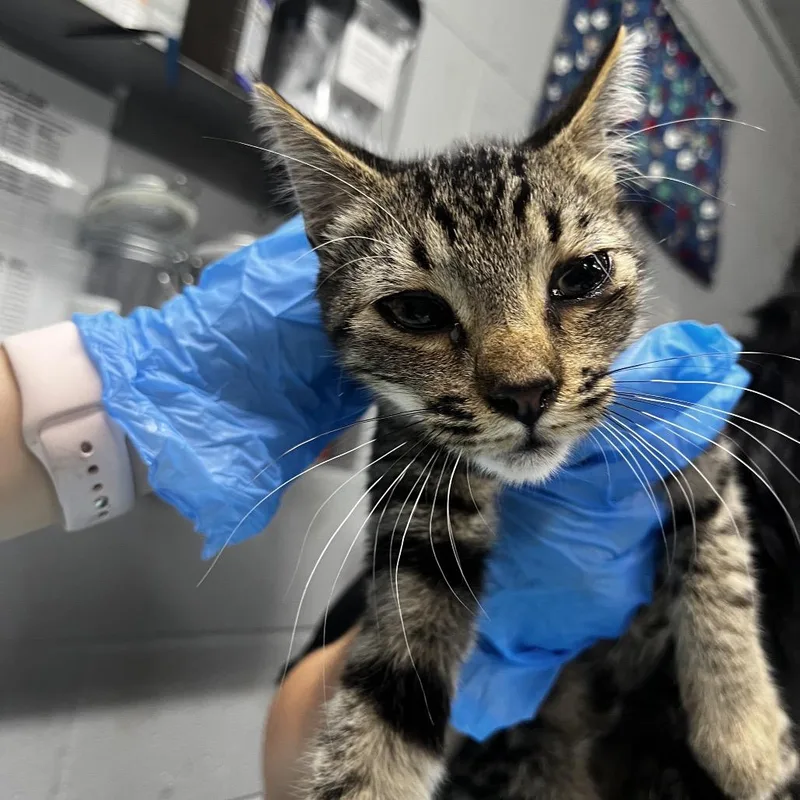 A baby small-sized female Brown / Chocolate Domestic Short Hair cat named Polo for adoption in Summerville, SC