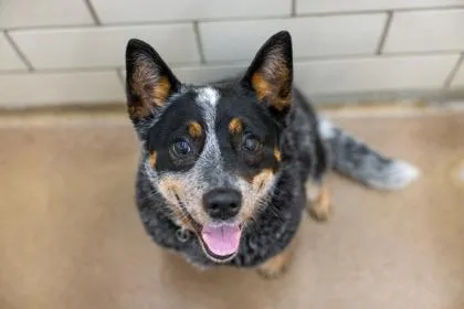 An adult medium-sized female Australian Cattle Dog / Blue Heeler dog named Lilo for adoption in Golden Valley, MN