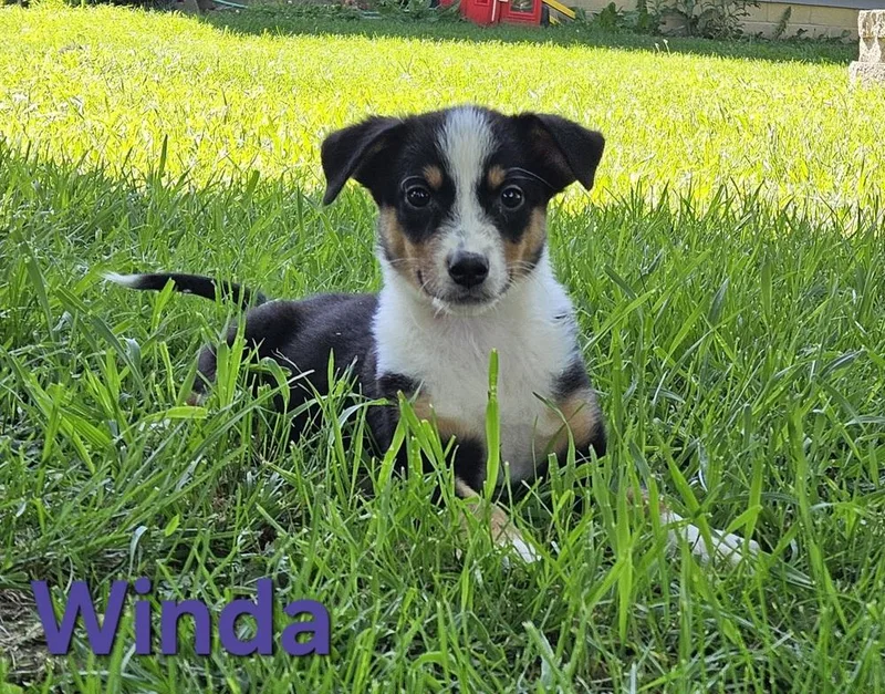 A baby medium-sized female Australian Shepherd dog named Winda for adoption in Peoria, IL