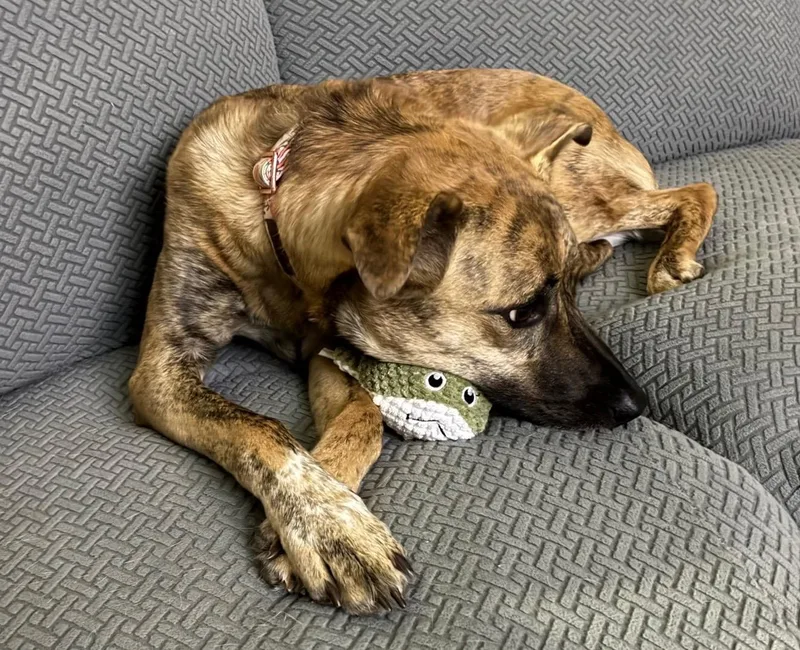 A young medium-sized female Brindle Italian Greyhound dog named Lainey for adoption in Lancaster, SC