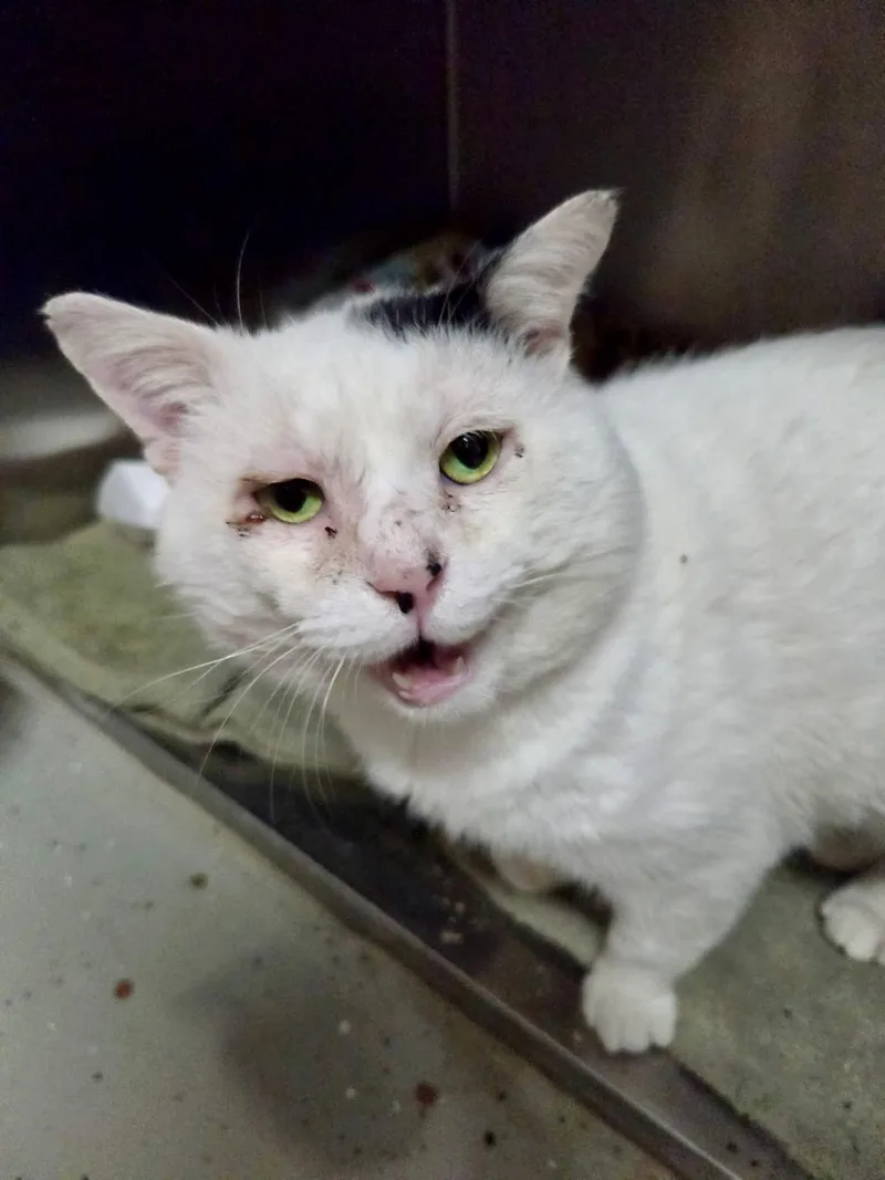 An adult medium-sized male Domestic Short Hair cat named Franklin for adoption in Detroit Lakes, MN