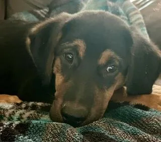 A baby large-sized male Brown / Chocolate Hound dog named Garret for adoption in Alexandria, LA