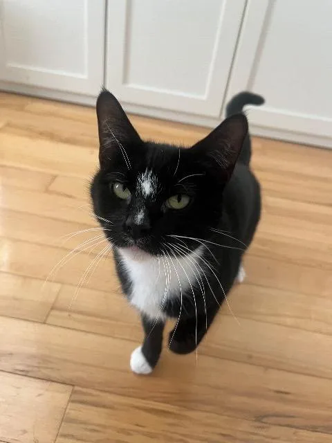 A young medium-sized female Domestic Short Hair cat named Bugsie for adoption in Pawtucket, RI