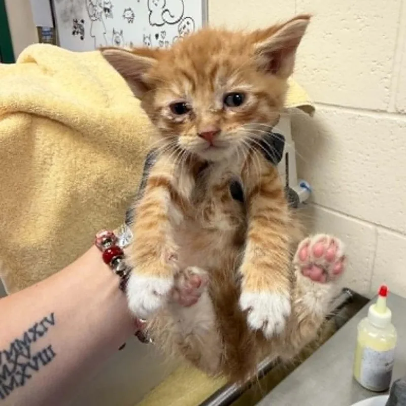 A baby small-sized male Orange / Red Domestic Short Hair cat named Clown Fish for adoption in Reno, NV