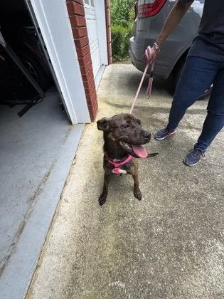 A baby small-sized female Mixed Breed dog named Butter Bean for adoption in Atlanta, GA