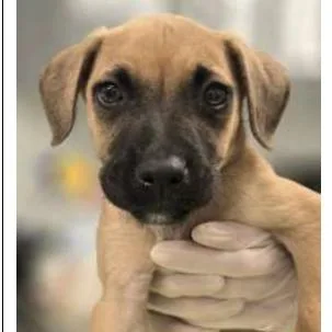 A baby small-sized male Yellow / Tan / Blond / Fawn Mixed Breed dog named Nemo for adoption in Newark, DE