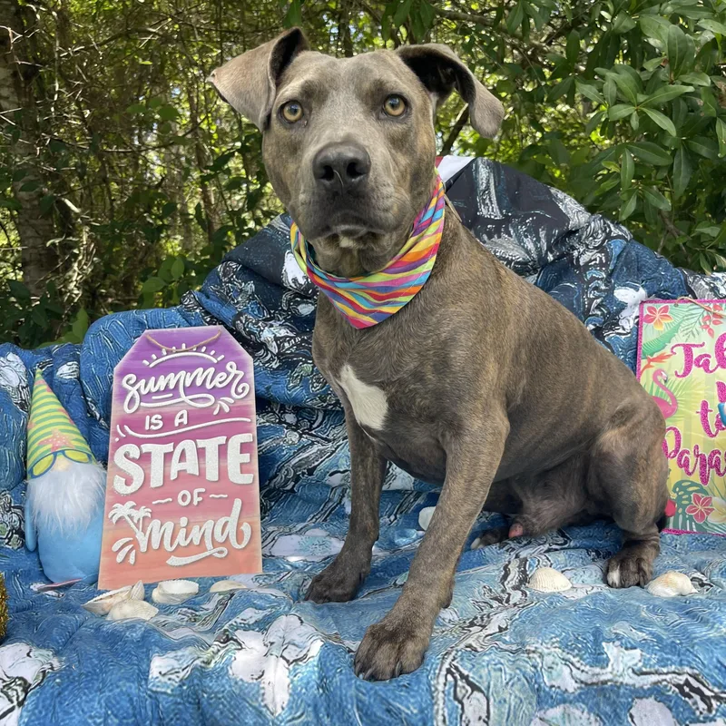 An adult medium-sized male American Staffordshire Terrier dog named Smokey for adoption in Sebring, FL
