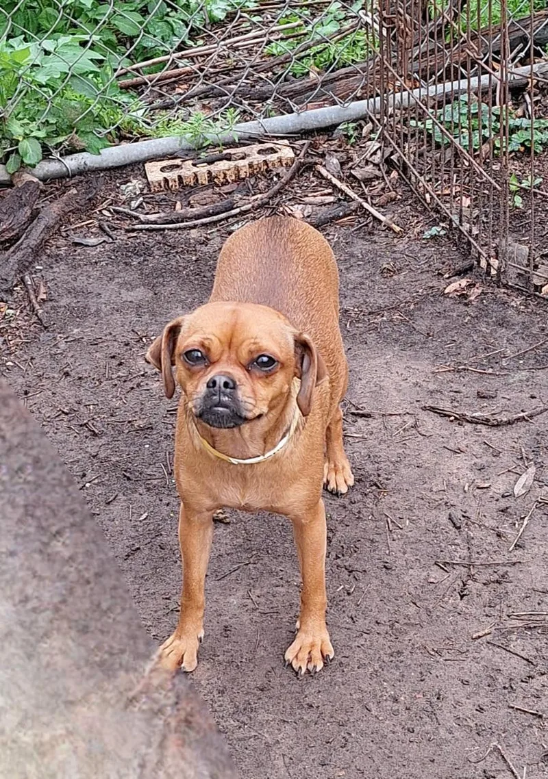 Travia Brt thumbnail 2