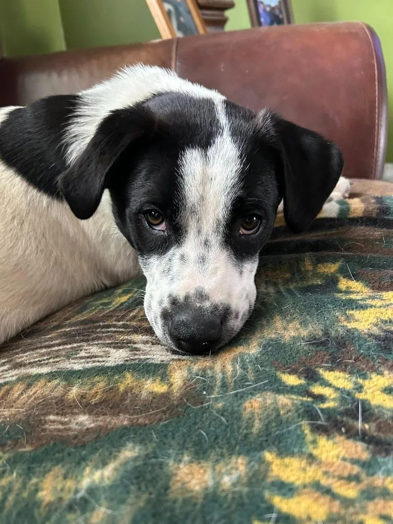 Remi