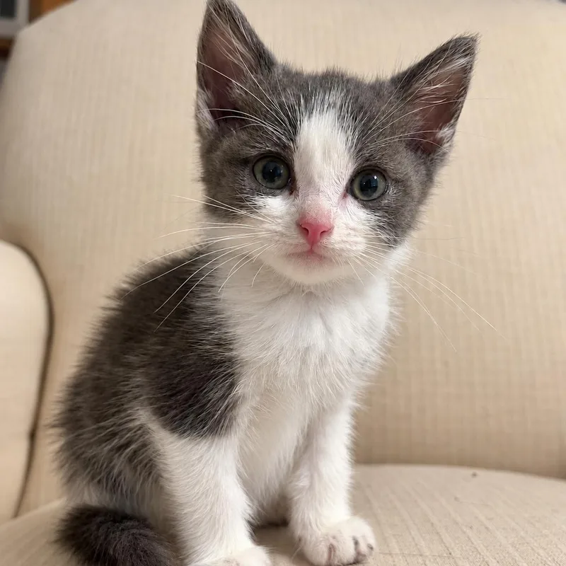 A baby medium-sized male Tuxedo cat named Pebbles for adoption in Bethel, CT