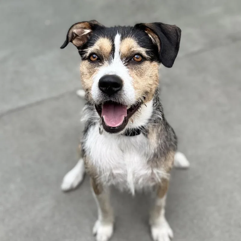 An adult medium-sized female Black Beagle dog named Truffle for adoption in San Francisco, CA