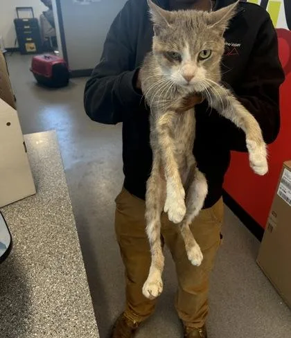 An adult medium-sized male Domestic Short Hair cat named Weber for adoption in West Chester, PA