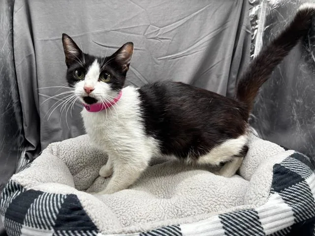 An adult medium-sized female Domestic Short Hair cat named Cami for adoption in Appling, GA