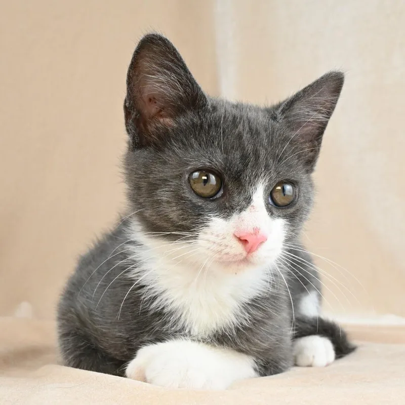 A baby small-sized male Gray / Blue / Silver Domestic Short Hair cat named Max for adoption in Mobile, AL