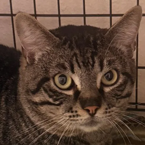 Mr Pickles Costa Mesa