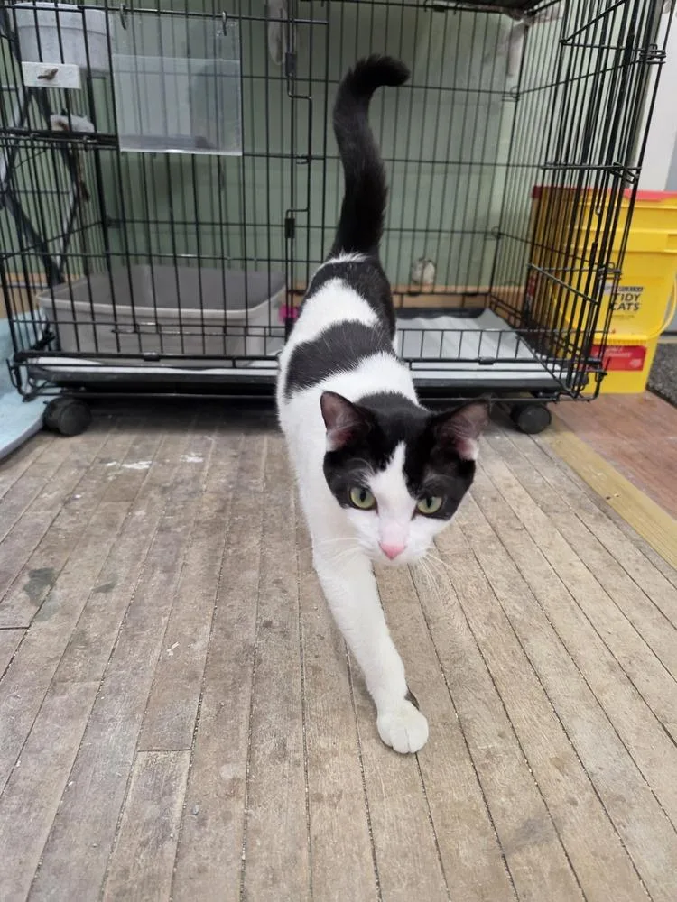 A young medium-sized female Black & White / Tuxedo Domestic Short Hair cat named Marge for adoption in Wild Rose, WI