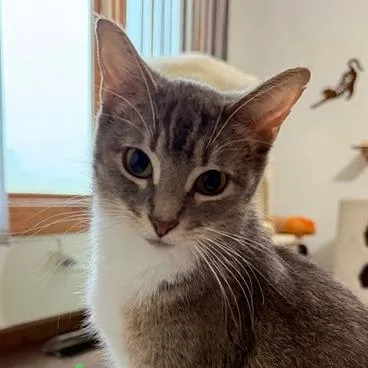 A young medium-sized female Gray / Blue / Silver Domestic Short Hair cat named Haven for adoption in Naperville, IL
