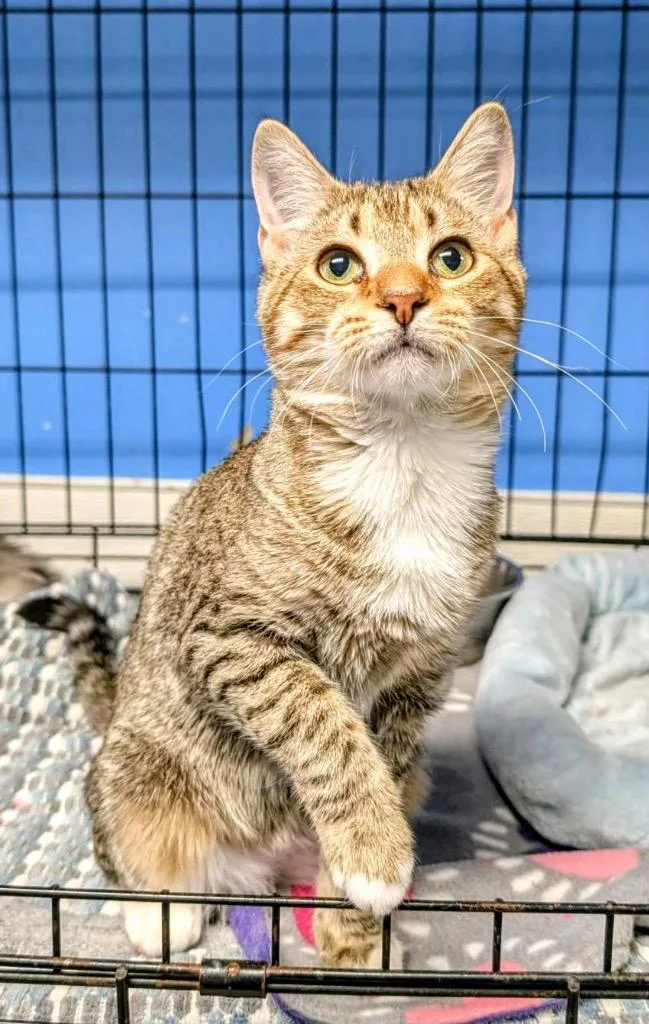 Oliver