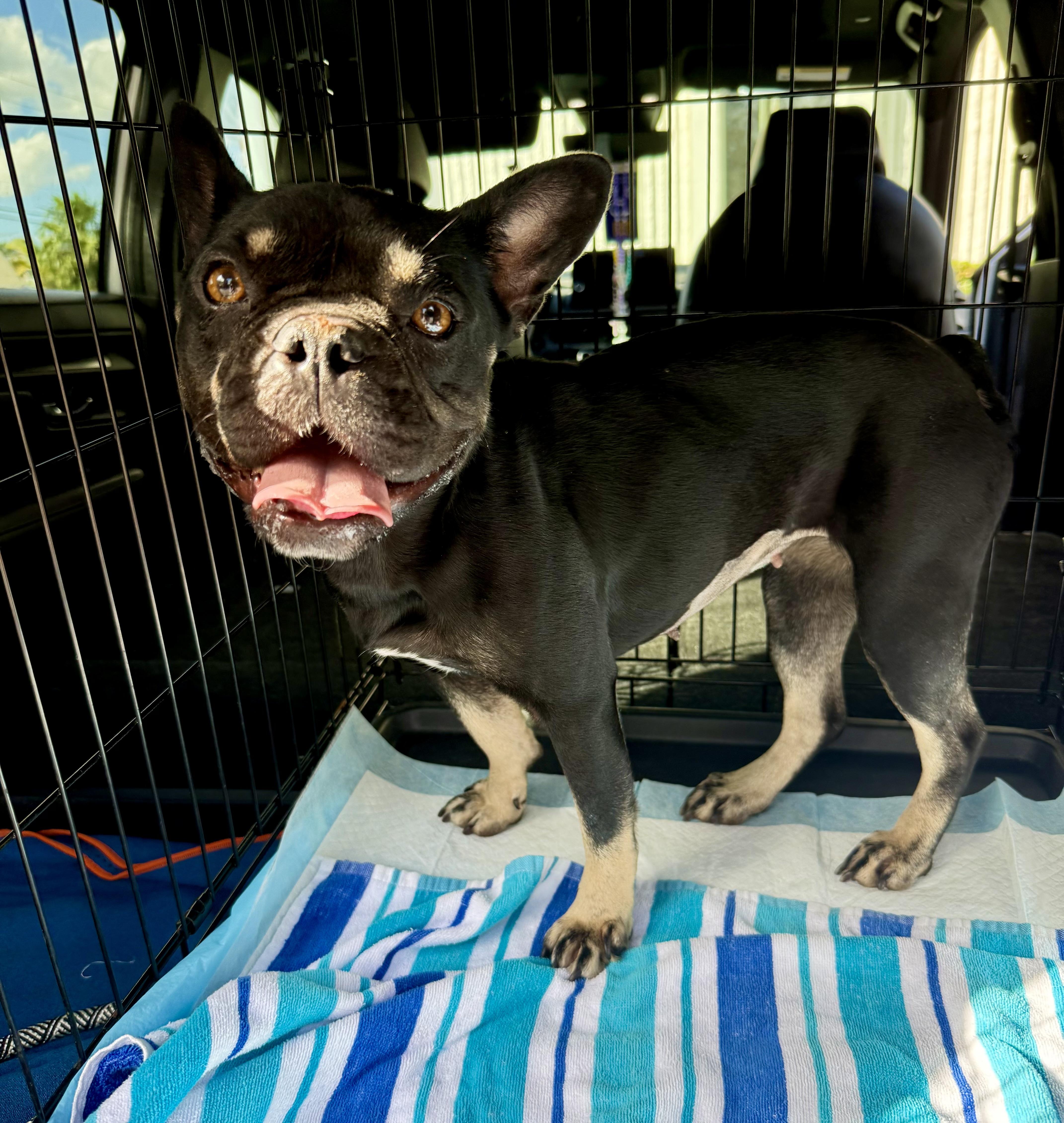 A young small-sized female Bicolor French Bulldog dog named DOT Purebred French Bulldog for adoption in Boca Raton, FL