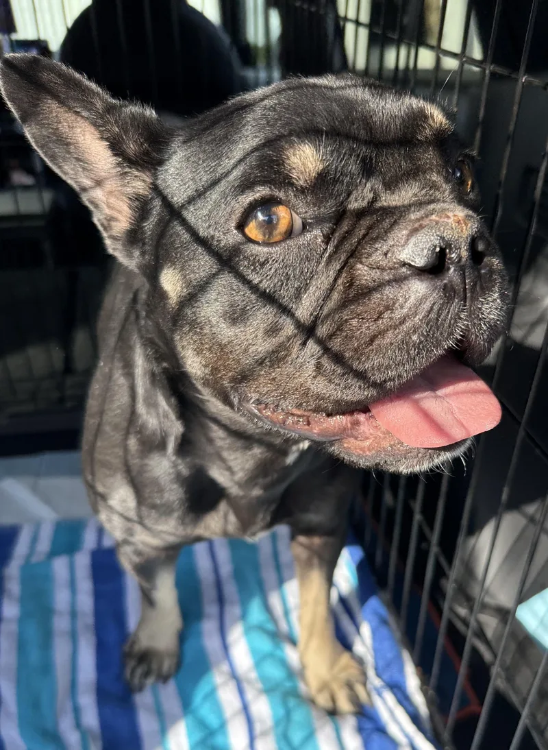 DOT Purebred French Bulldog thumbnail 3