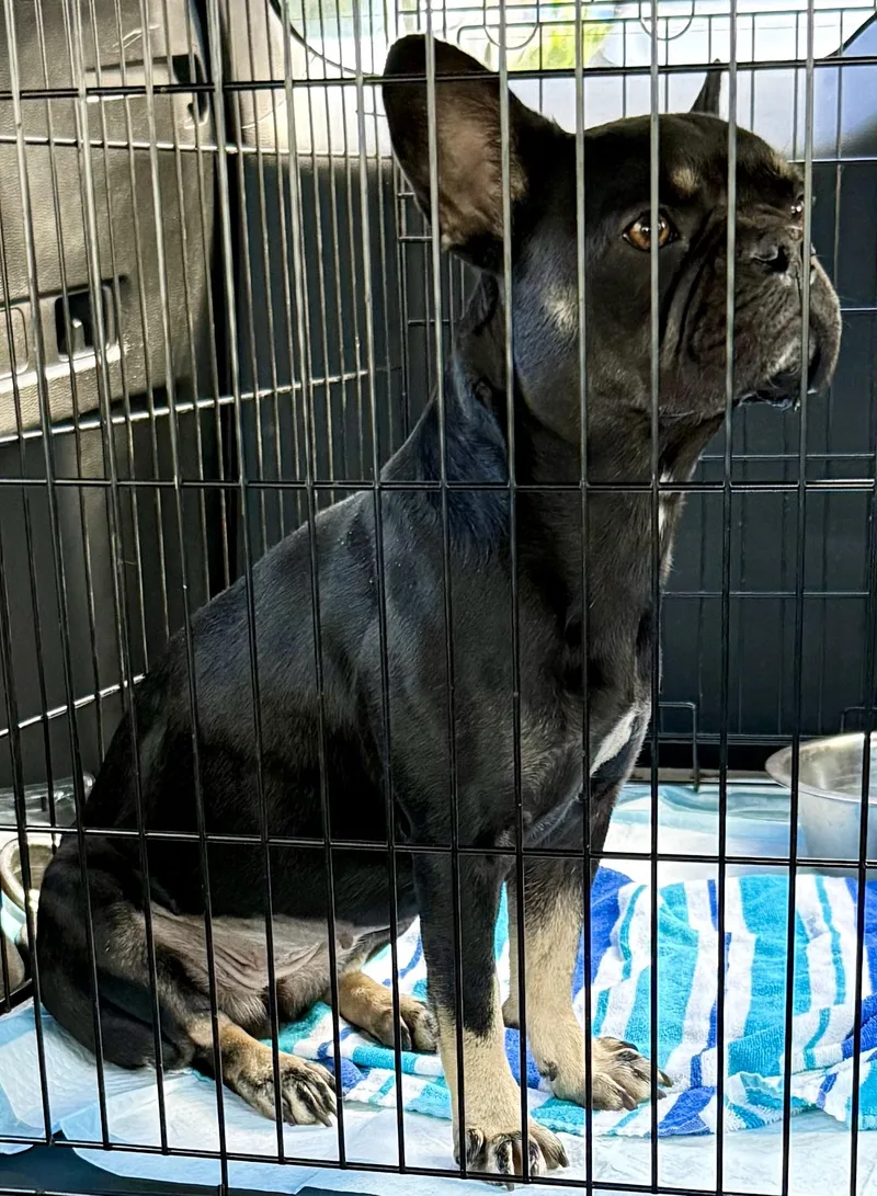 DOT Purebred French Bulldog thumbnail 4