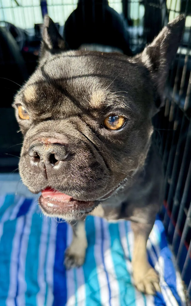DOT Purebred French Bulldog thumbnail 5