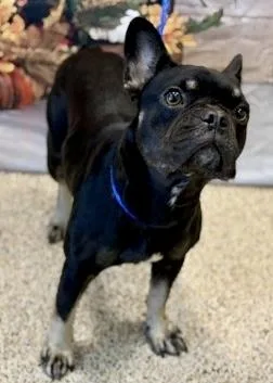 DOT Purebred French Bulldog thumbnail 6