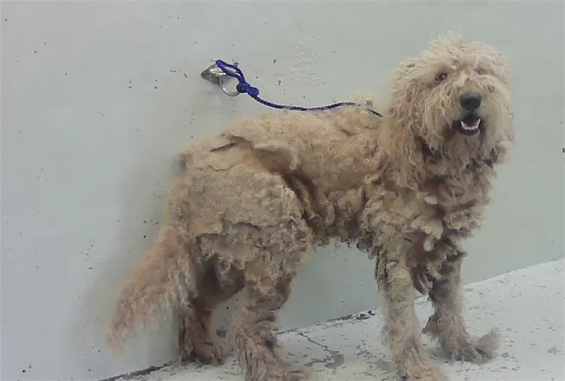 An adult large-sized male Poodle dog named Chewie for adoption in Houston, TX